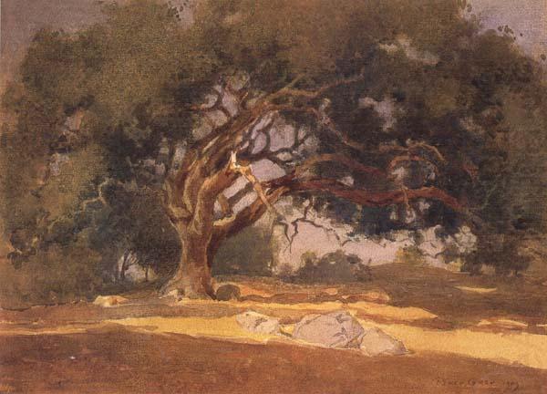 Oak Canopy, unknow artist